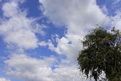 Low angle view of tree against sky