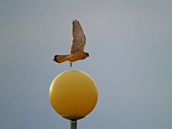Low angle view of bird flying over yellow spherical street light against clear sky