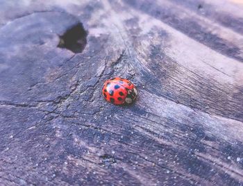 High angle view of ladybug on wood