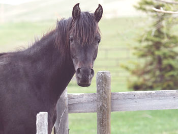 horse