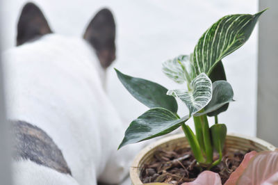 Close-up of potted plant