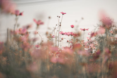 Close-up of pink flowering plants on field