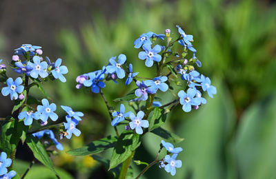 Close-up of purple flowers blooming