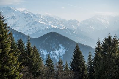 Pine trees on snowcapped mountains against sky