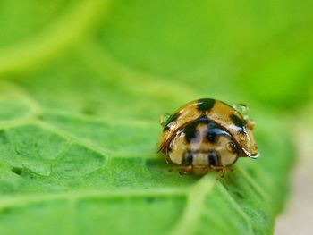 Close-up of insect on leaf