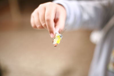 Close-up of insect on hand