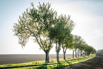 Trees on field against sky