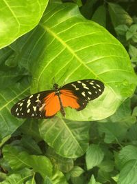 Close-up of butterfly perching on leaf