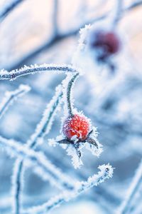 Rosehip briar branches nature flora winter frozen frosty sunny day berries cold weather temperatures 