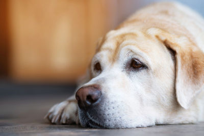 Close-up of a dog resting