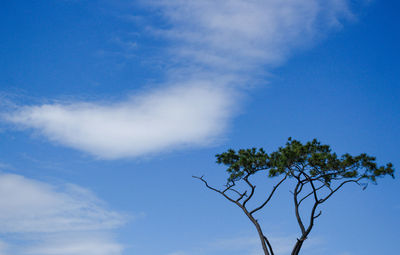 Low angle view of tree against sky