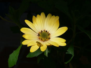 Close-up of yellow flower