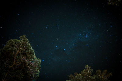 Low angle view of trees against star field at night