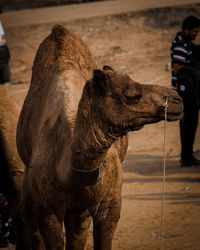 Elephant standing outdoors