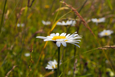 Close-up of white daisy flower