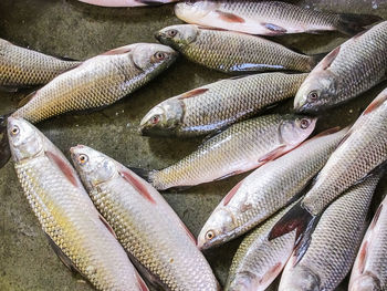 High angle view of fish for sale at fish market