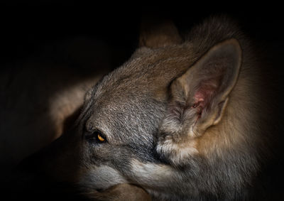 Close-up of a dog sleeping