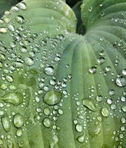 Full frame shot of leaves