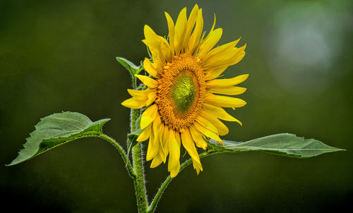 Close-up of yellow sunflower