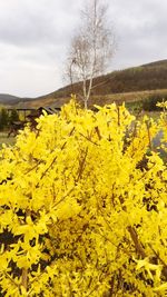 Yellow flowers growing on field against sky