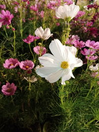 High angle view of cosmos flowers blooming outdoors