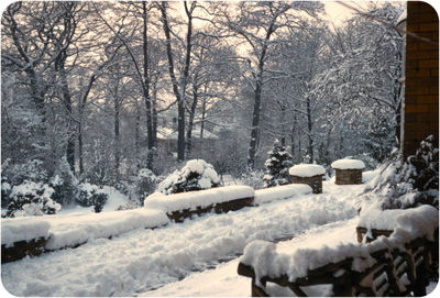 Snow covered trees on field