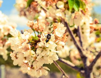 Close-up of bee pollinating flower