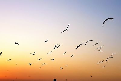 Silhouette birds flying against clear sky