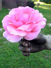 Close-up of pink flower