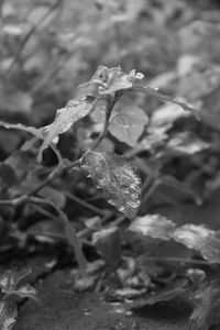 Close-up of rose plant