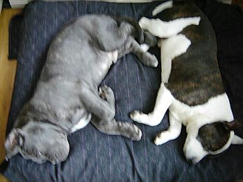 Dog sleeping on sofa
