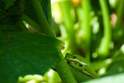 Close-up of frog on leaf