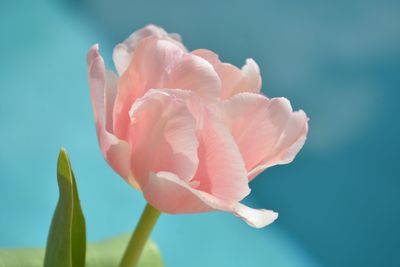 Close-up of soft pastel pink tulip