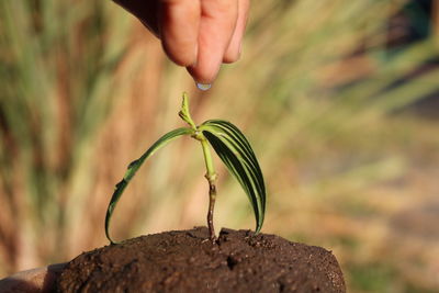 Cropped hand putting water drop on sapling