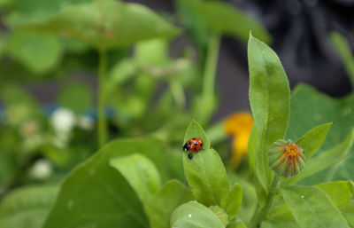 Close-up of ladybug on leaf