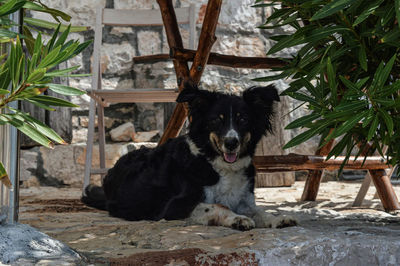 Portrait of dog relaxing outdoors