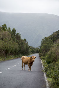 View of a horse on road