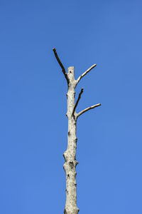 Low angle view of bare tree against clear blue sky