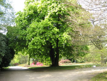 Trees by road