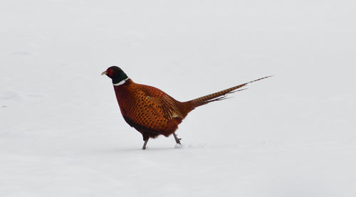 Bird on snowy field