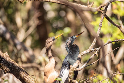 Birds perching on branch