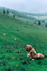 Sheep grazing on field