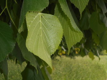 leaf