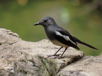 Oriental magpie-robin