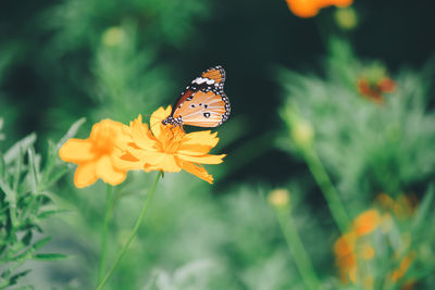 Close-up of butterfly pollinating on flower