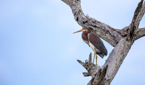 Adult tricolored heron bird egretta tricolor in a tree in the ding darling national refuge 