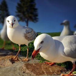 Close-up of seagull perching on shore against sky