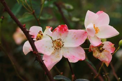 Close-up of pink cherry blossoms