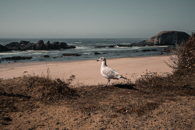 A seagull at the oregon coast.