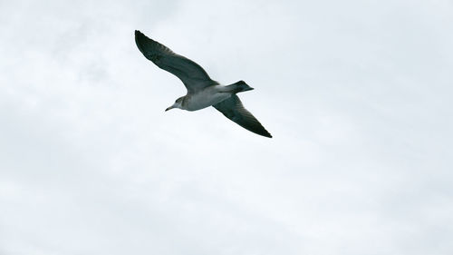 Low angle view of bird flying against sky